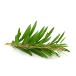 HUILE ESSENTIELLE ARBRE A THE