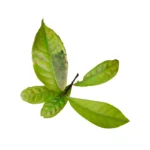 HUILE ESSENTIELLE BOIS DE ROSA