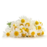 MACÉRAT DE CAMOMILLE