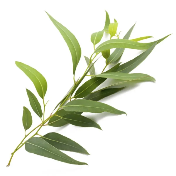 HUILE ESSENTIELLE EUCALYPTUS