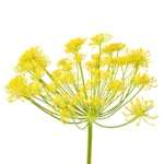 HUILE ESSENTIELLE FENOUIL