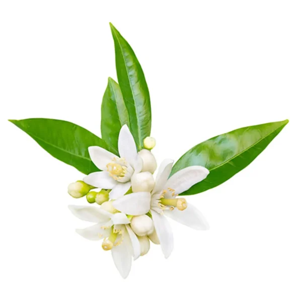 FLEUR D'ORANGER