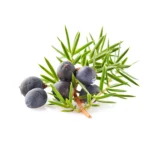 MACÉRAT DE GENEVRIER