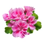 HUILE ESSENTIELLE GERANIUM