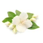 AROME DE JASMIN DAMAS