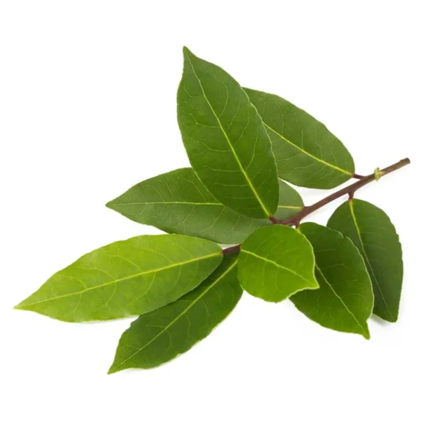 LAURIER NOBLE