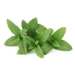 MACÉRAT DE MENTHE POIVRÉE