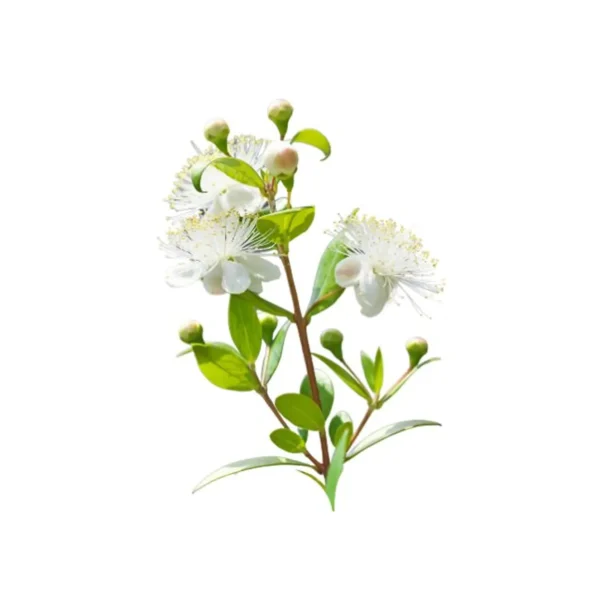 HUILE ESSENTIELLE MYRTE