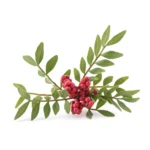 LENTISQUE PISTACHIER