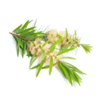 HUILE ESSENTIELLE NIAOULI