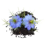 HUILE DE NIGELLE