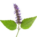 HUILE ESSENTIELLE PATCHOULI