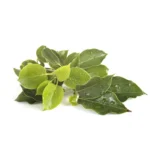 HUILE ESSENTIELLE RAVINTSARA