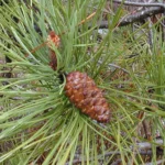 HUILE ESSENTIELLE TEREBENTHINE