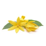 HUILE ESSENTIELLE YLANG YLANG