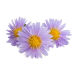 HUILE ESSENTIELLE CAMOMILLE BLEUE