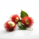 HUILE DE RICIN RAFFINÉE