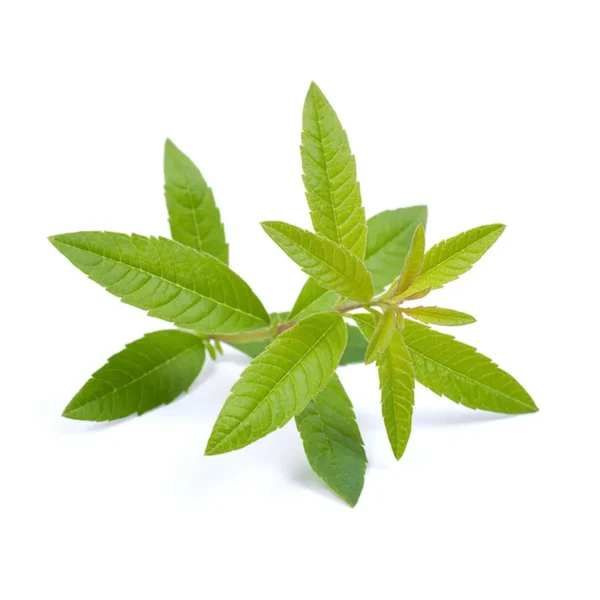 AROME DE VERVEINE